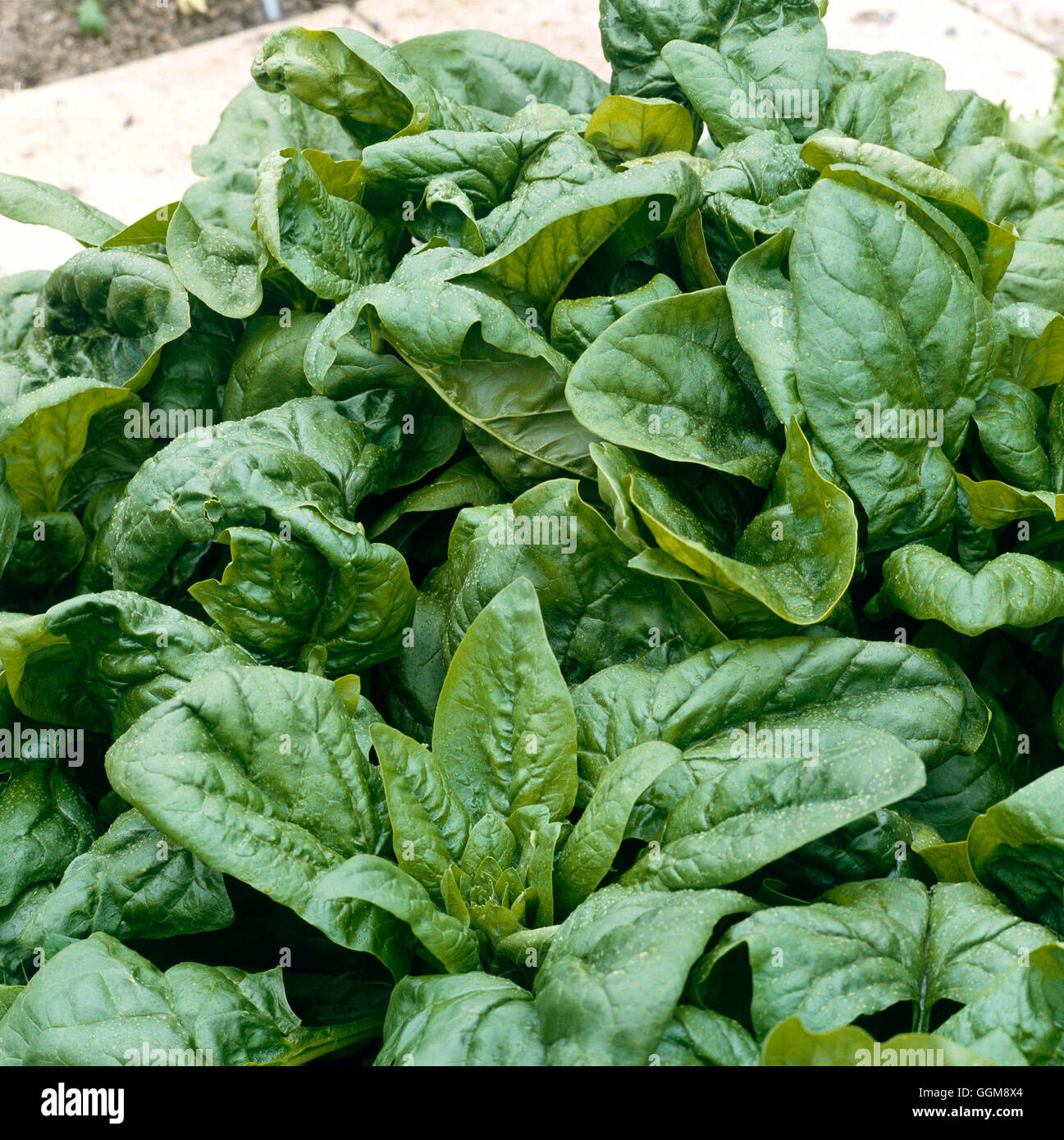 Spinach - `Monarch Long Standing'   VEG035184 Stock Photo